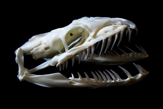 skull